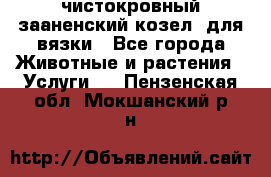 чистокровный зааненский козел  для вязки - Все города Животные и растения » Услуги   . Пензенская обл.,Мокшанский р-н